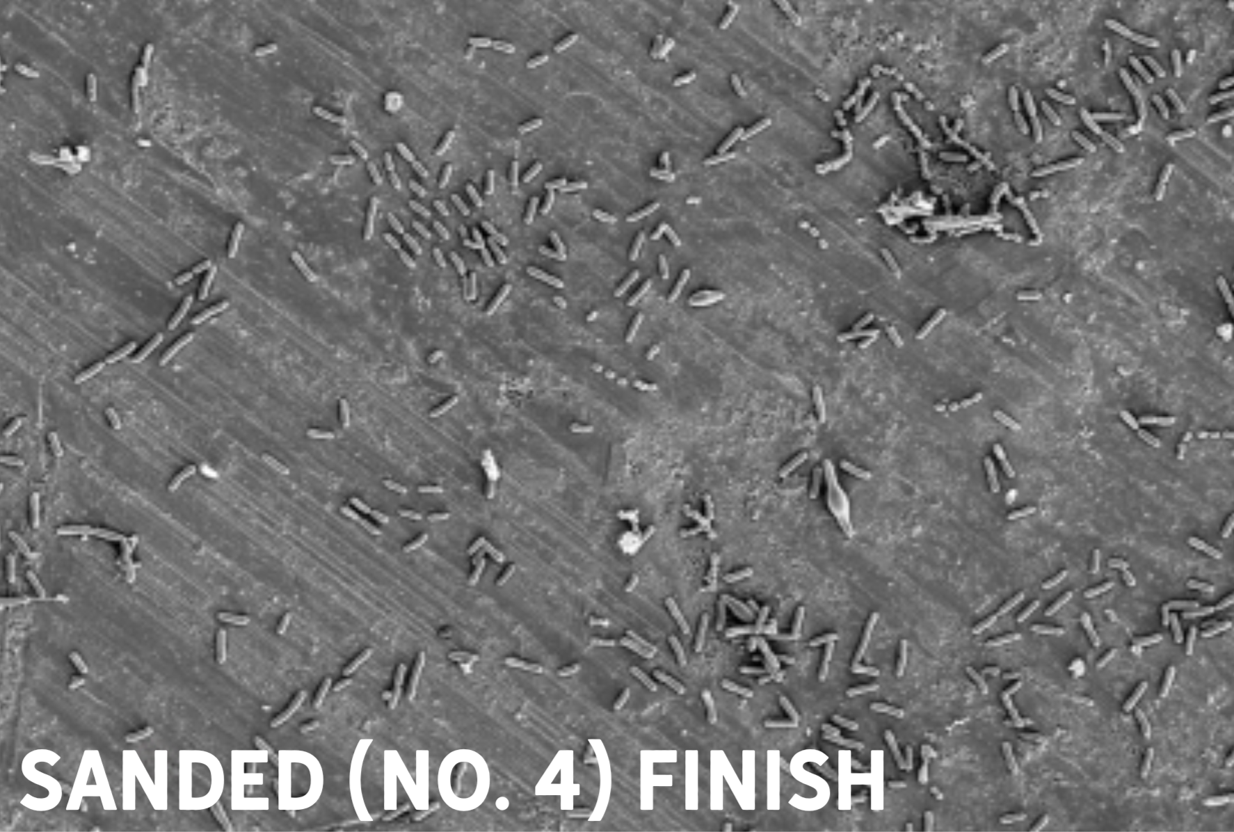 Bacteria formation on stainless steel finish sanded no. 4